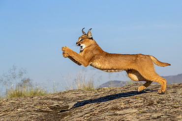 Caracal (Caracal caracal) , Occurs in Africa and Asia, Adult animal, Male, Jumping, Captive.