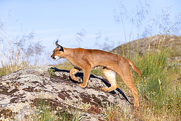 Caracal (Caracal caracal) , Occurs in Africa and Asia, Adult animal, Male, Walking on rock, Captive.