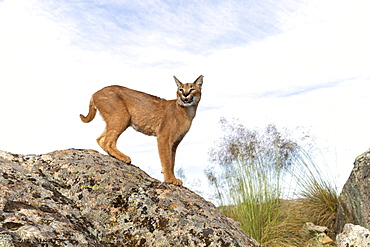 Caracal (Caracal caracal) , Occurs in Africa and Asia, Adult animal, Male, Jumping, Running, Captive.