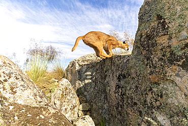 Caracal (Caracal caracal) , Occurs in Africa and Asia, Adult animal, Male, Jumping, Running, Captive.