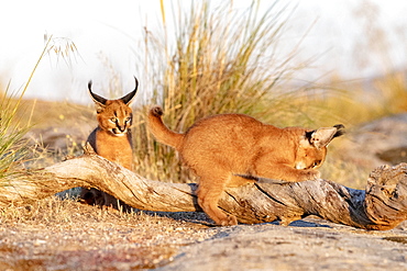 Caracal (Caracal caracal) , Occurs in Africa and Asia, Young animals 9 weeks old, on the rocks, Captive.