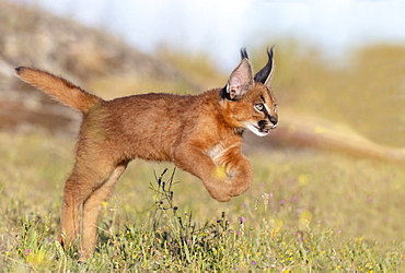 Caracal (Caracal caracal) , Occurs in Africa and Asia, Young animal 9 weeks old, jumping in the grass, Captive.