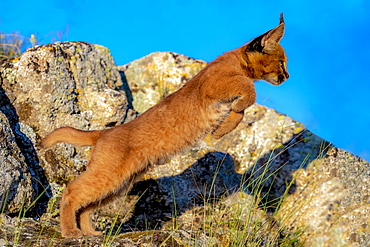 Caracal (Caracal caracal) , Occurs in Africa and Asia, Young animal 9 weeks old, jumping, Captive.