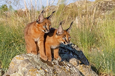 Caracal (Caracal caracal) , Occurs in Africa and Asia, Young animals 9 weeks old, on the rocks, Captive.