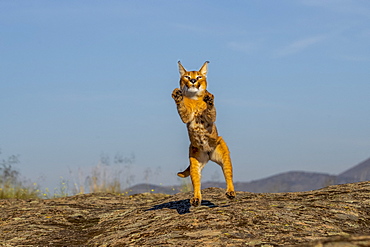 Caracal (Caracal caracal) , Occurs in Africa and Asia, Adult animal, Male, Jumping, Captive.