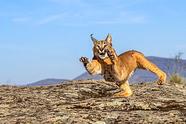 Caracal (Caracal caracal) , Occurs in Africa and Asia, Adult animal, Male, Walking on rock, Captive.