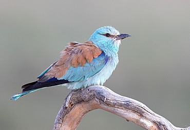 European roller (Coracias garrulus) perched on a branch, Spain