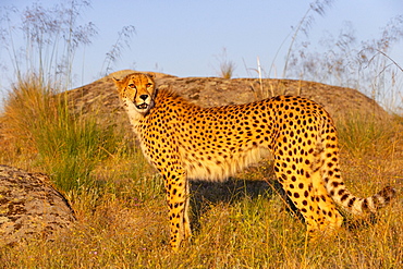 Cheetah (Acinonyx jubatus), occurs in Africa, walking in savanah, captive