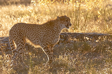 Cheetah (Acinonyx jubatus), occurs in Africa, walking in savanah, captive