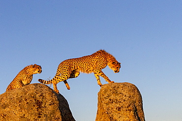 Cheetah (Acinonyx jubatus), occurs in Africa, two adults on rocks, captive