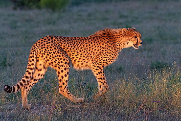 Cheetah (Acinonyx jubatus), occurs in Africa, walking in savanah, captive