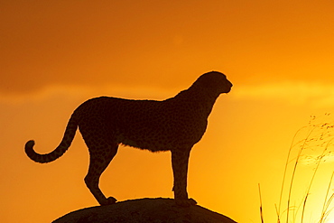 Cheetah (Acinonyx jubatus), occurs in Africa, adult at sunset, captive