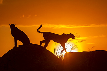 Cheetah (Acinonyx jubatus), occurs in Africa, two adults at sunset, captive