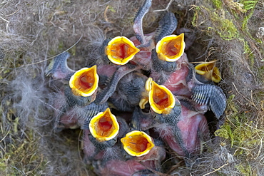 Eurasian blue tit (Cyanistes caeruleus[), nest with chicks, Alsace, France