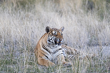 Asian (Bengal) Tiger (Panthera tigris tigris),young 6 months old, resting, Private reserve, South Africa