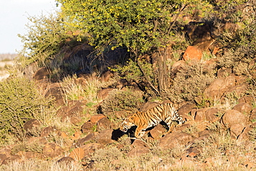 Asian (Bengal) Tiger (Panthera tigris tigris), mother walking with babies, Private reserve, South Africa