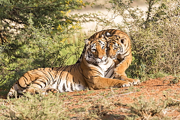 Asian (Bengal) Tiger (Panthera tigris tigris), with young 6 months old, resting, Private reserve, South Africa