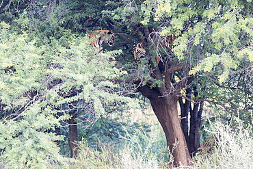 South Africa, Private reserve, Asian (Bengal) Tiger (Panthera tigris tigris), two youngs playing in a tree