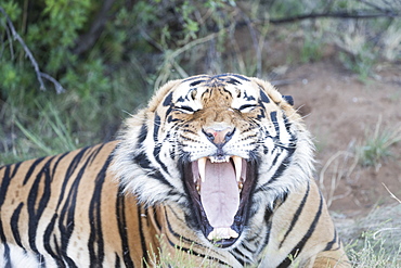 Asian (Bengal) Tiger (Panthera tigris tigris), resting, Private reserve, South Africa