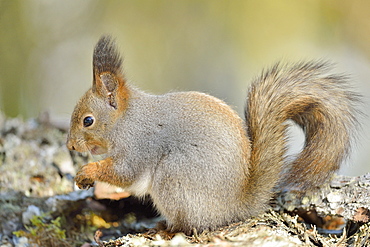 Eurasian Red Squirrel (Sciurus vulgaris) on a branch, Finland