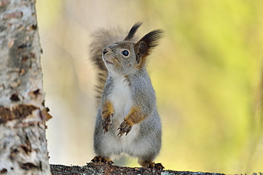 Eurasian Red Squirrel (Sciurus vulgaris) on a branch, Finland