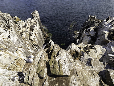 A clifftop view of a bird colony off the coast of Northumberland, UK.