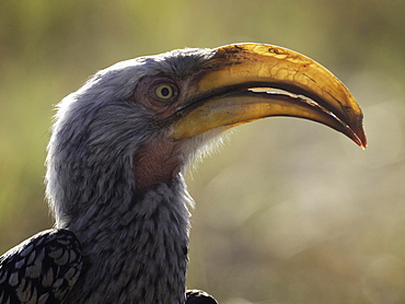 A foraging Hornbill (Tockus leucomelas) in Hwange National Park, Zimbabwe.