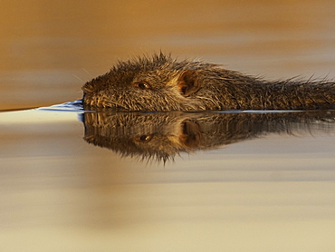 A Coypu (Myocastor coypus) off the shores of Lake Kerkini, Greece.