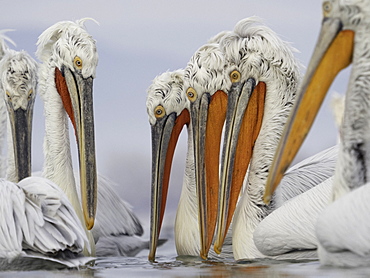 A pod of Dalmatian Pelicans (Pelecanus crispus), fishing on Lake Kerkini, Greece.