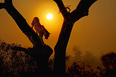 Leopard (Panthera pardus) get down a tree at sunrise in Kruger National park, South Africa ; Specie