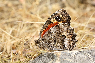 Satírido Grande del Matorral (Elina Montroli), Cajon Grande Sector, La Campana National Park, Coastal Range, V Valparaiso Region, Chile