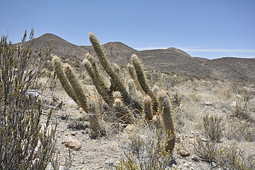 Viejito (Oreocereus leucotrichus), Cactaceae, Socoroma, XV Region of Arica and Parinacota, Chile