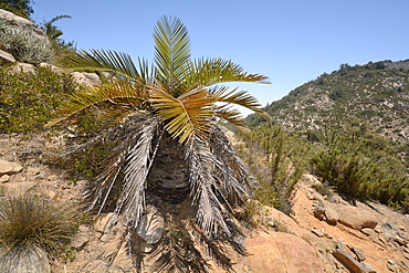 Chilean Palm (Jubaea chilensis), young tree in its natural environment, Portezuelo de Ocoa to Las Palmas, National Park La Campana, V Region of Valparaiso, Chile