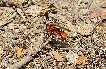 Avispa gallo (Sphex latreillei), mating on ground, Portezuelo de Ocoa, National Park La Campana, V Region of Valparaiso, Chile