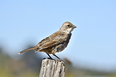 Common Diuca Finch (Diuca diuca), Cobquecura, VIII région du Biobío, Chili