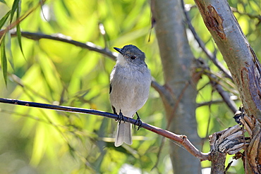 Fire-eyed Diucon (Xolmis pyrope), Cobquecura, VIII région du Biobío, Chili