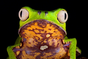 White-lined leaf frog (Phyllomedusa vaillantii)