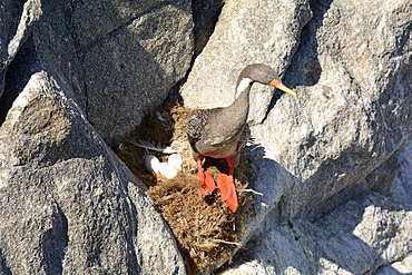 Red-legged Cormorant (Phalacrocorax gaimardi), adult on nest on the Pacific coast in summer, Cobquecura, VIII Region of Biobío, Chile