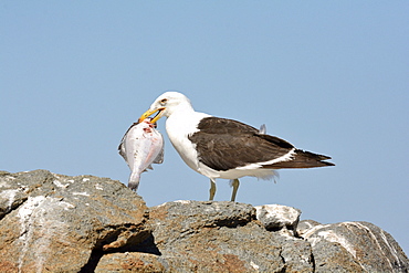 Kelp Gull (Larus dominicanus), adult having recovered a fish, Cobquecura, VIII Region of Biobío, Chile