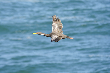 Red-legged Cormorant (Phalacrocorax gaimardi), in flight on the Pacific coast in summer, Cobquecura, VIII Region of Biobío, Chile