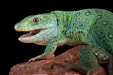 Algerian ocellated lizard (Timon pater)