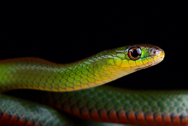 Green red-bellied snake (Erythrolamprus jaegeri)