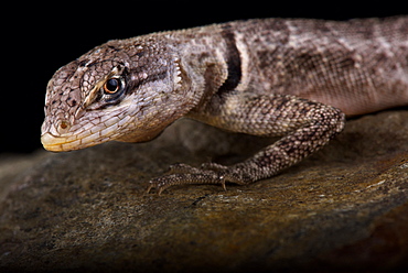 Peters' Lava Lizard (Tropidurus hispidus)