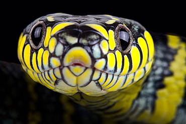 Luzon mangrove snake (Boiga dendrophila divergens)