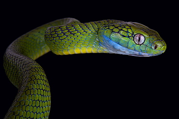 Green cat snake (Boiga cyanea)