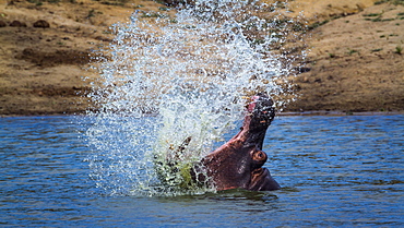 Hippopotamus (Hippopotamus amphibius) splashing with open mouth in Kruger National park, South Africa