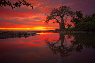 Baobab and small basin filled with water during high tide and sunset. South Mayotte