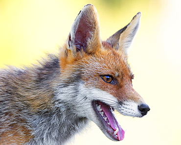 Red Fox (Vulpes vulpes), adult male close-up, Campania, Italy