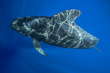 Short-finned pilot Whale (Globicephala macrorhynchus), Tenerife, Canary Islands, Spain, Atlantic Ocean