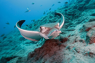 Bull Ray (Aetomylaeus bovinus), Tenerife, Canary Islands, Spain